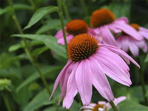 purple coneflower 